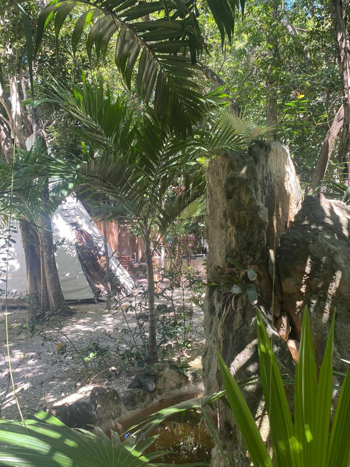 Bufo Alvarius Tulum Bagian luar foto